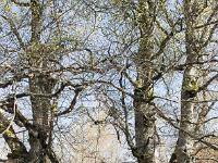 Arbres  Fayard (hêtre) Montagne de Lure - Printemps 2018