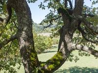 Arbres  Entre Sisteron et Valbelle