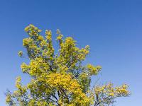 Arbres  Entre Sisteron et Valbelle