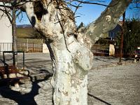 Arbres  Platane sur la place de la mairie de Mison
