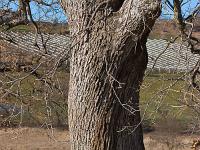 Arbres  Vers Mison-Village