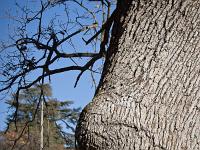 Arbres  Vers Mison-Village