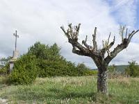 Arbres  Dans le Luberon