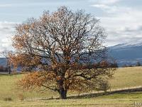 Arbres  Sur le plateau d'Albion. Au loin, le Mont Ventoux