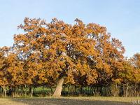 Arbres  Sur le plateau d'Albion