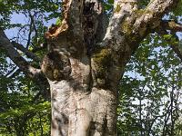 Arbres  Hêtre - Ravin de Terre Basse (Vallée du Sasse)