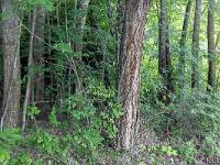Arbres  Rive droite du Buech 1/5