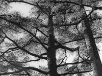 Arbres  Sisteron citadelle