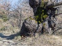 GR 946 entre Bevons et Noyers  A cet endroit se trouve un énorme chêne blanc séculaire. Son diamètre à la base et d'environ 2 mètres. Il borde le sentier