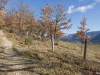GR 946 entre Bevons et Noyers  Sur le sentier ...