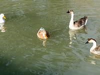 Boucle Barret-sur-Méouge via St-Pierre-Avez  Canards dans le petit bassin de la ferme de Bramefan