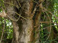 Le Buech vers Ribiers  Bel arbre