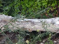 Le Buech vers Ribiers  Arbre mort sans doute déraciné par une crue