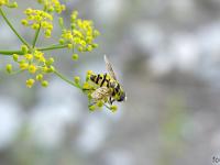 Le Buech vers Ribiers  Eristale des Fleurs sur du fenouil 2/2