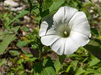 Le Buech vers Ribiers  Liseron blanc 2/2