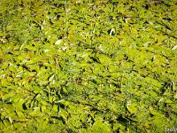 Au fil du Buëch  Dans ce petit bras poussent cette plante qui s'étale à fleur d'eau