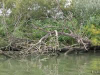 Camargue - Le Petit Rhône  Tentaculaire ! ...