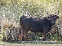 Camargue - Le Petit Rhône  Quoi ma gueule ! ...