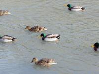 Canards en bordure de Durance