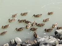 Canards en bordure de Durance