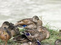 Canards en bordure de Durance