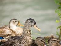 Canards en bordure de Durance