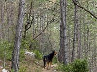Chapelle Saint-Pons - XIIe  Nous cheminons maintenant Gecko et moi-même à travers bois