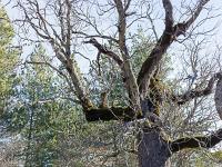 Chateau des Graves XVIIe  Ensuite, nous arrivons sur une espace plat qui devait être la cour. On y trouve un magnifique arbre séculaire ...