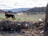 Chateauneuf-Val-Saint-Donat  Gecko 10 ans