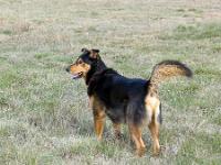 Chateauneuf-Val-Saint-Donat  Gecko 10 ans, le chien de mon fils cadet que j'ai en garde quelques temps s'en est donné à coeur-joie ! ...