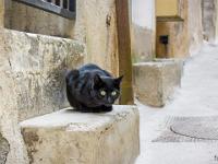 Sisteron - Quartier de la Coste
