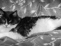 Mes chats - Guizmo