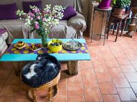 Mes chats - Guizmo