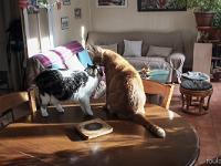 Mes chats - Nénette et le Rouquin