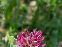 Printemps 2020  Anthyllide de Bosc 1/2
