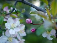 Printemps 2020  Fleur en bouton sur un arbuste