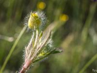 Printemps 2020  Bouton d'or - Fleur en bouton