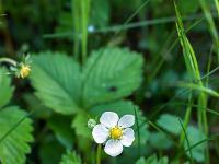 Printemps 2020  Fraisier des bois