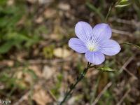 Printemps 2020  Lin des Alpes 1/2