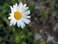 Printemps 2020  Marguerite 1/2