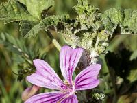 Printemps 2020  Mauve