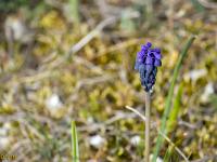 Printemps 2020  Muscari bitroïde