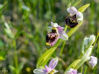 Printemps 2020  Ophrys 3/3