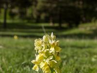 Printemps 2020  Orchis pâle