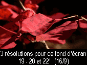 fond 11