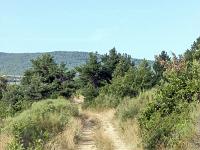 Autour de Ferrassières sur le plateau d'Albion  Chemin entre les champs de lavande et d'épeautre