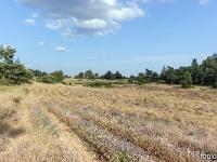 Autour de Ferrassières sur le plateau d'Albion  Champ de lavande déllaissé