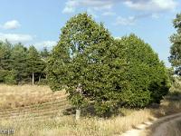 Autour de Ferrassières sur le plateau d'Albion  Tilleuls