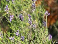 Autour de Ferrassières - Flore  Lavande fine en bordure de chemin