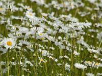 Printemps 2014  Grande Marguerite 1/3